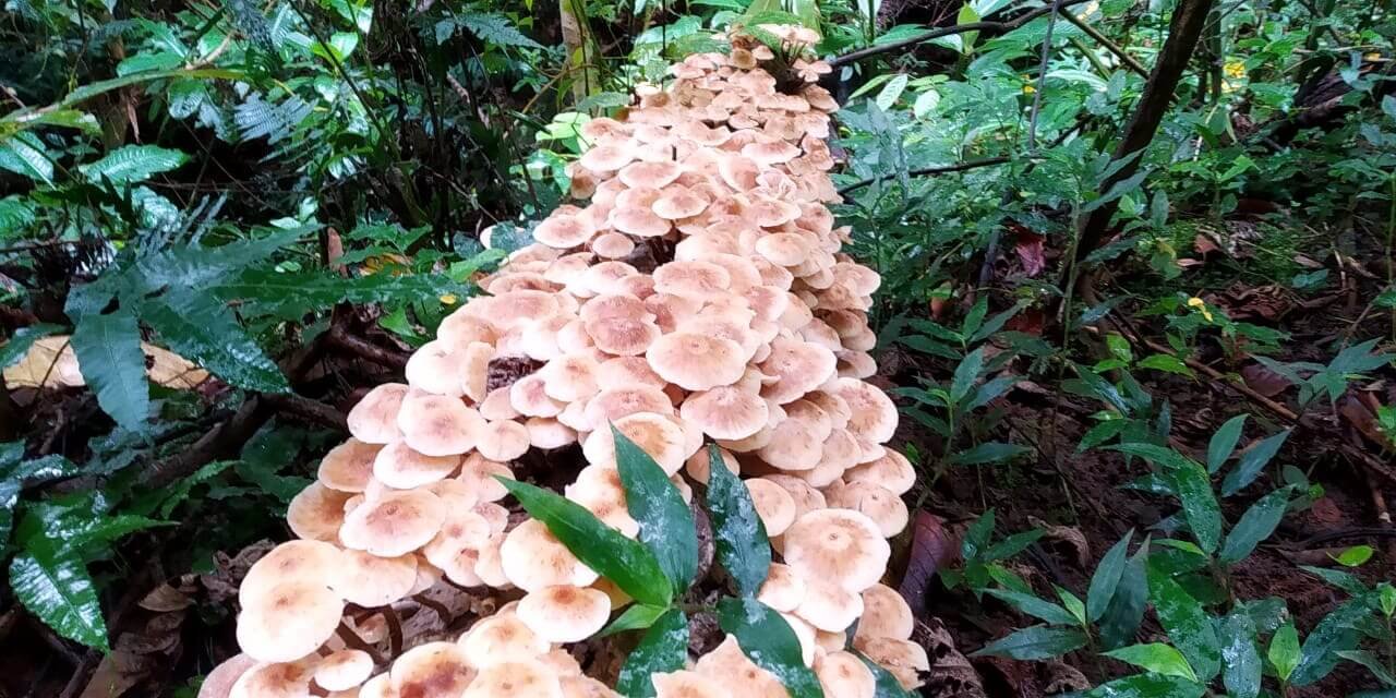 TREKKING CASCADA ANGOLAR (1)