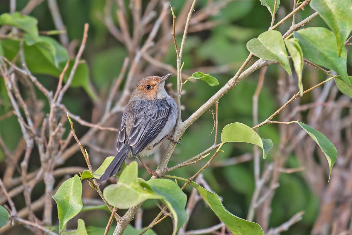 excursión para ver pájaros en santo tomé